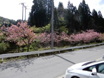 八重桜