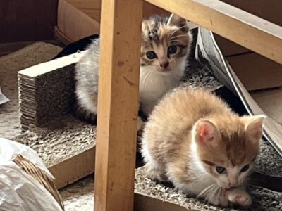 ☆癒し☆
